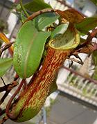 Nepenthes alata 'speckled'
